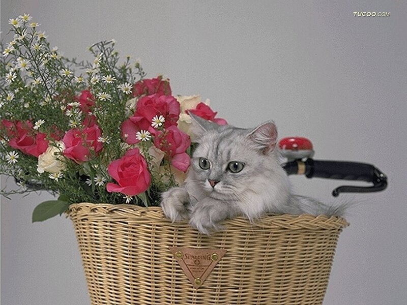 Silver Cat in Basket