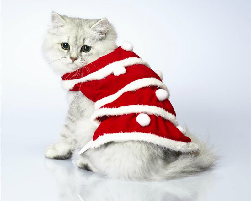 Silver Cat in Costume