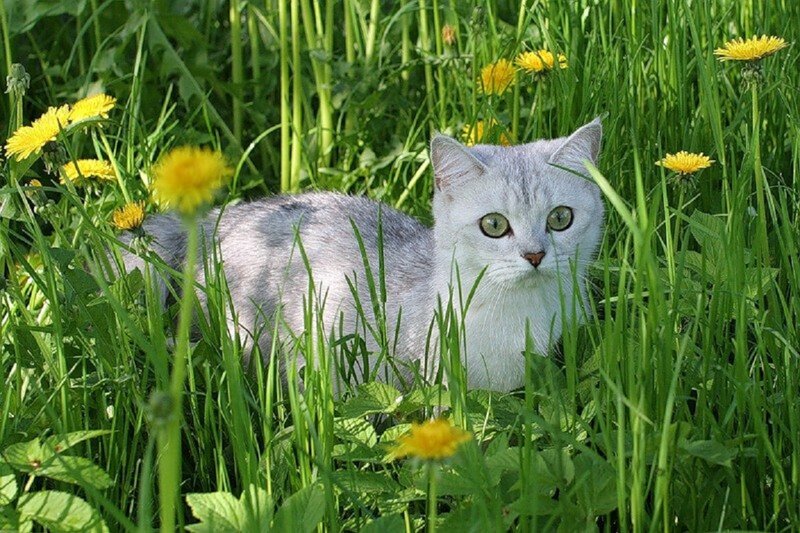Silver Cat in Grass