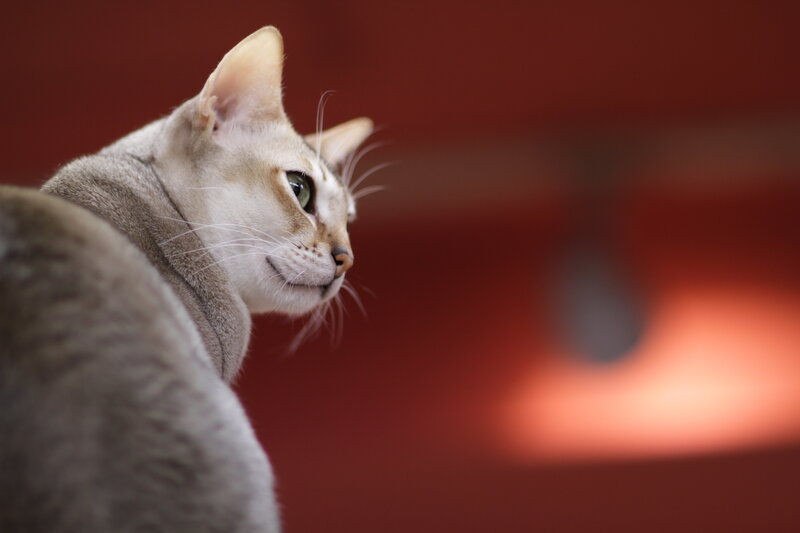 Silver Cat in Profile
