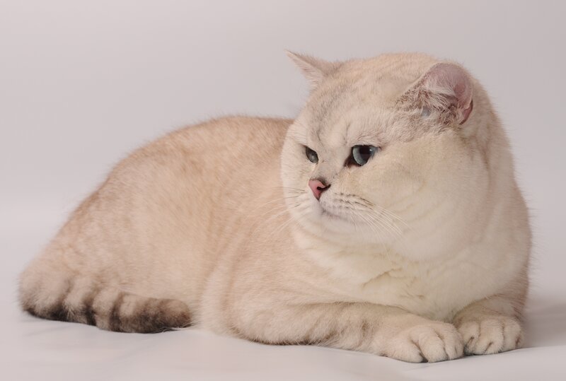 silver cat lying down