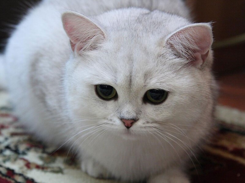 Silver Cat Lying Down — White