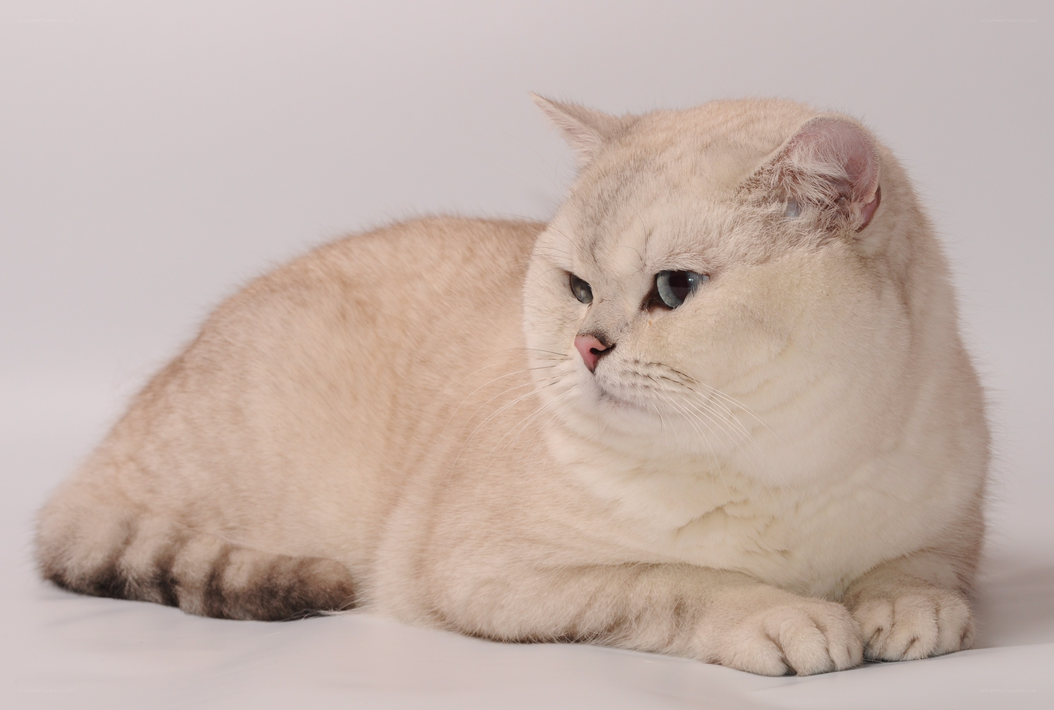 silver cat lying down