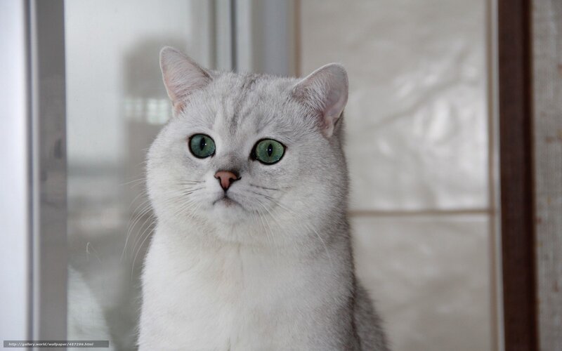 silver cat with green eyes
