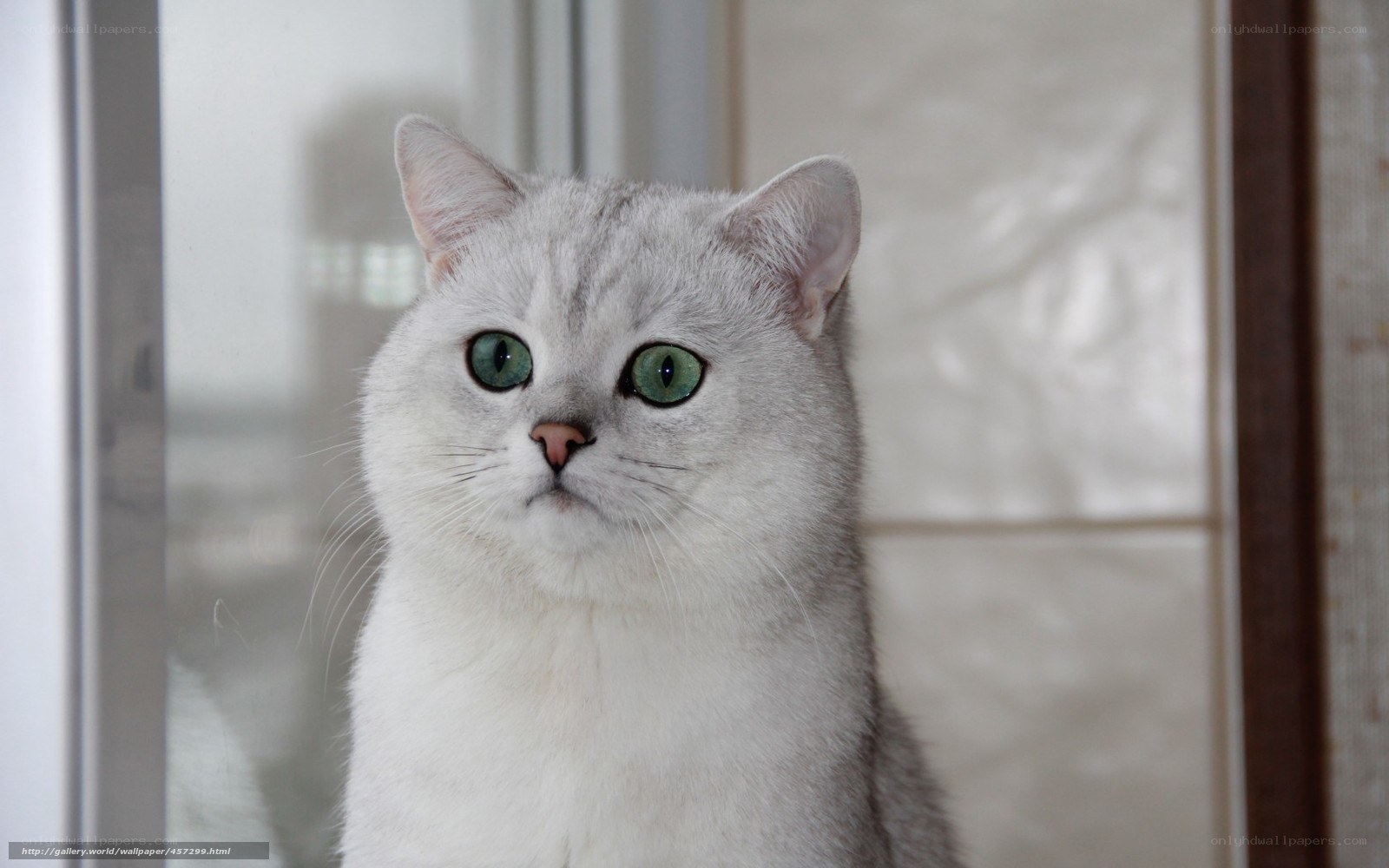 silver cat with green eyes