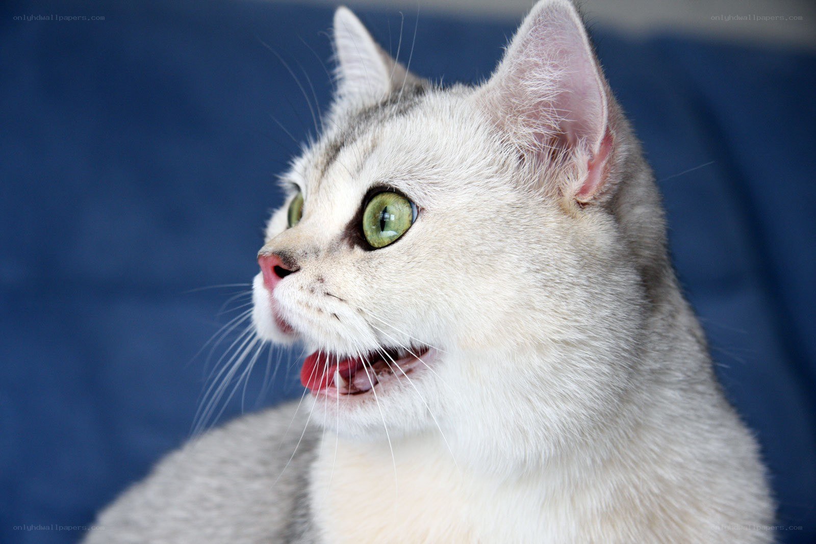 silver cat with green eyes
