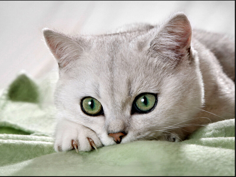 Silver Cat with Green Eyes — Gray
