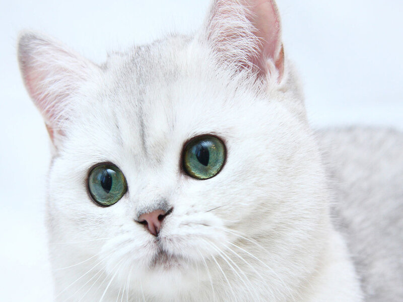 Silver Cat with Green Eyes — White, Calm, Photograph, Ears, Whiskers