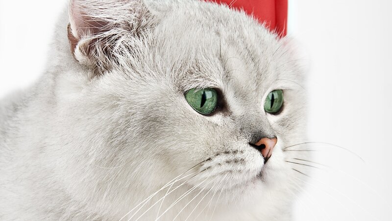 Silver Cat with Green Eyes — White, Calm, Photograph