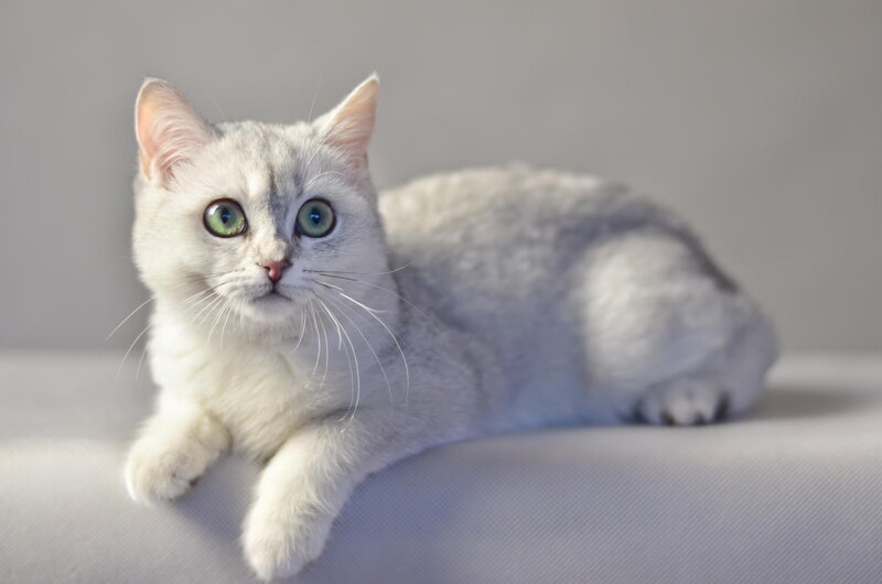 Silver Cat with Green Eyes — White, Calm, Photograph, Whiskers