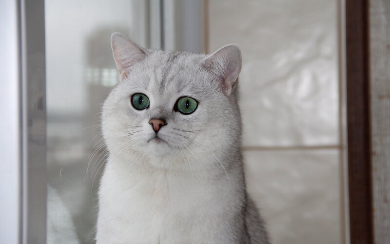 Silver Cat with Green Eyes — White, Calm, Photograph, Window