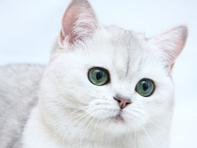 Silver Cat with Green Eyes — White, Calm
