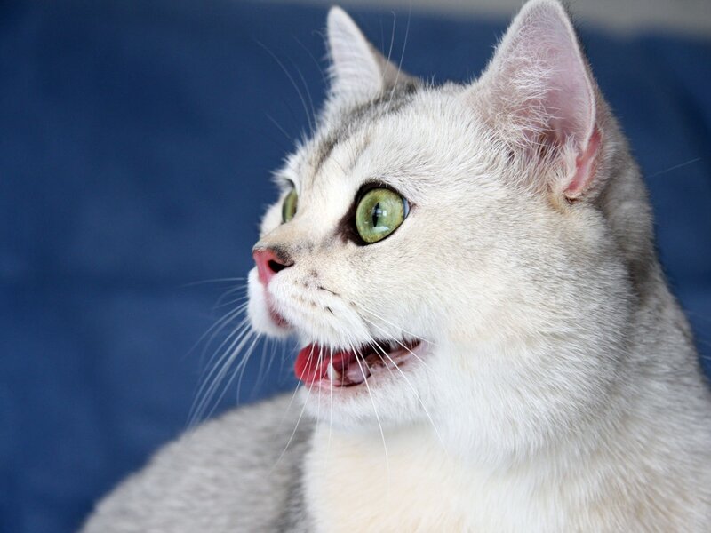Silver Cat with Green Eyes — White, Curious