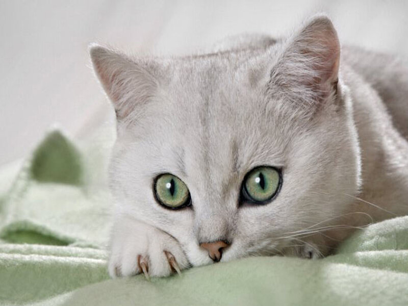 Silver Cat with Green Eyes — White