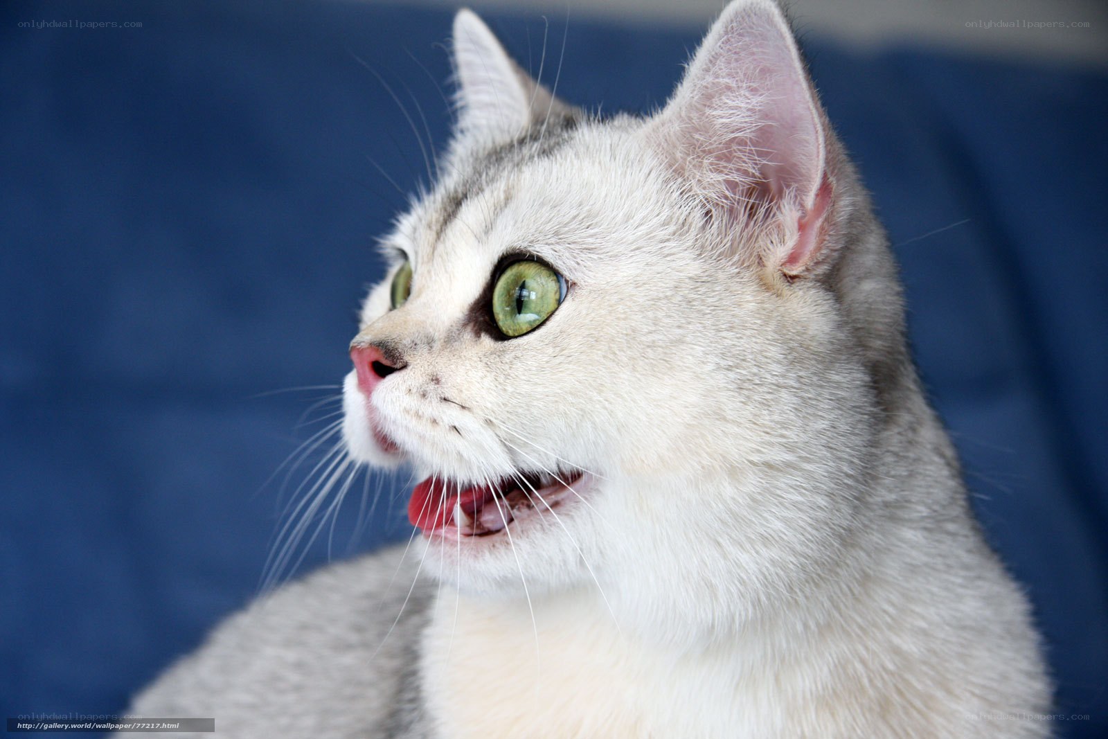 silver cat with green eyes