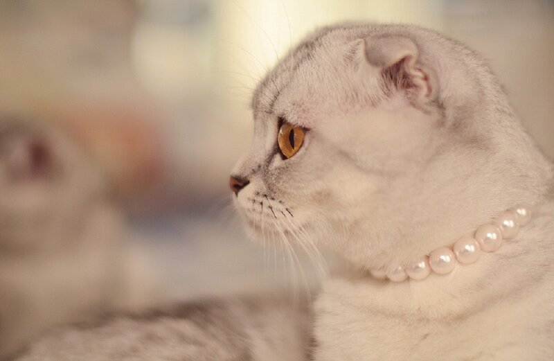 Silver Cat with Pearl Necklace