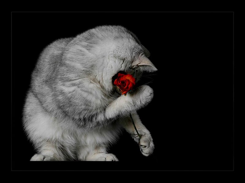 Silver Cat with Rose — Gray
