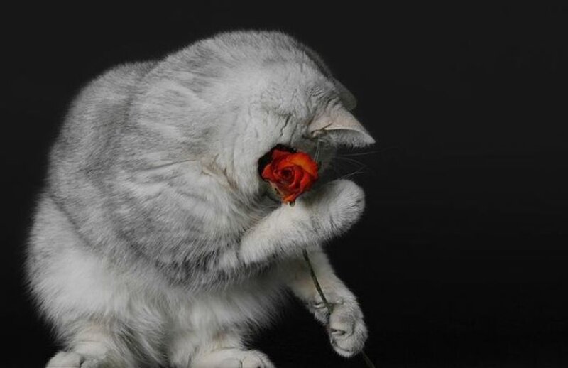 Silver Cat with Rose