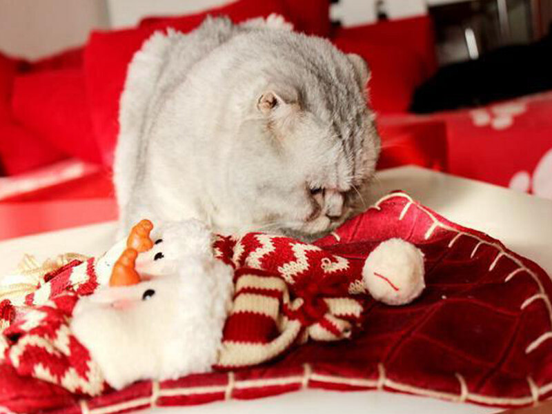 Silver Cat with Toys