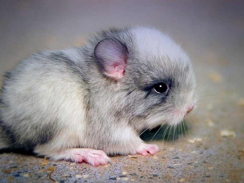 Silver Chinchilla Hamster