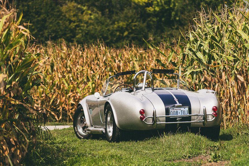 Silver Cobra in cornfield