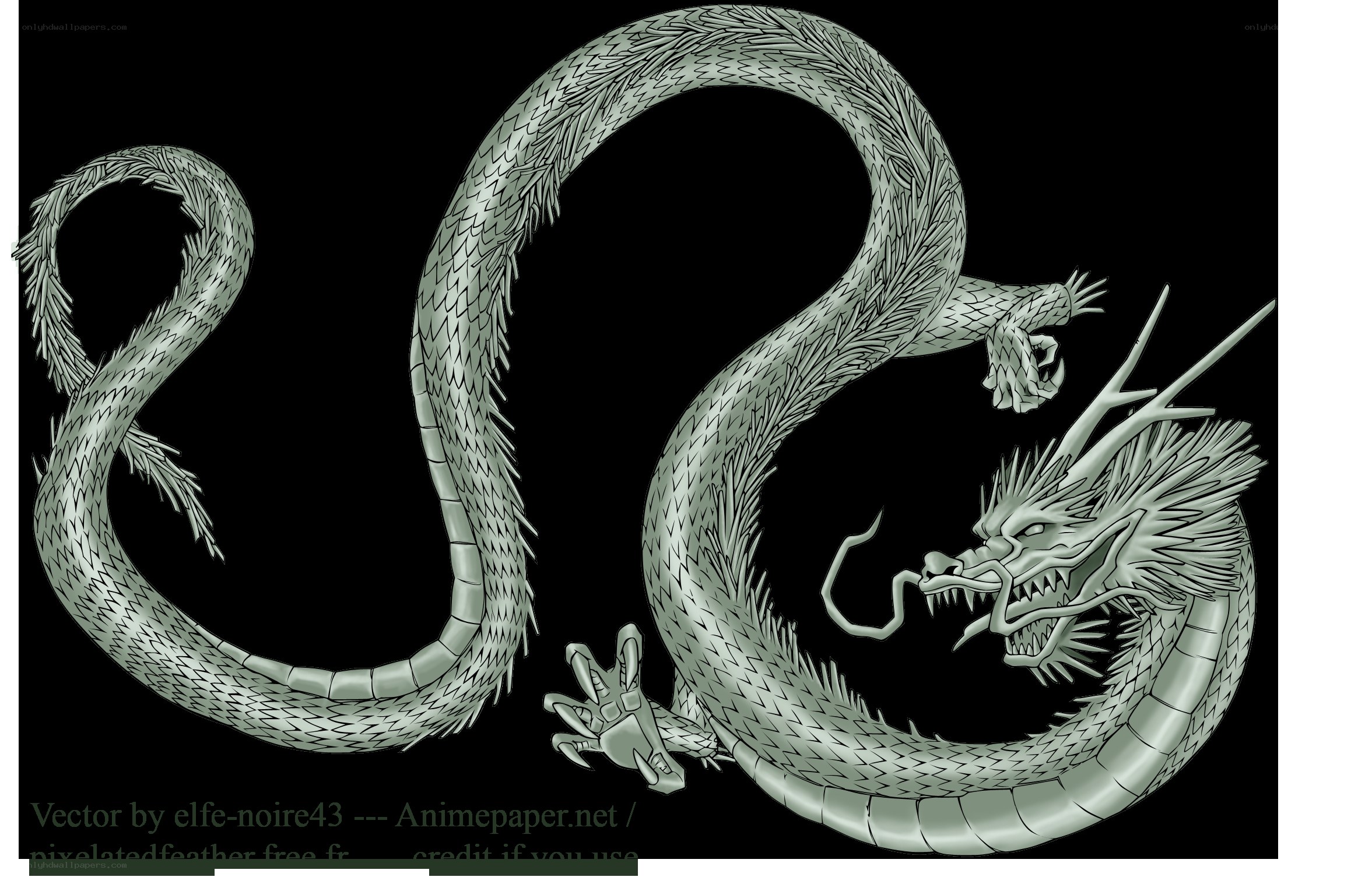 silver dragon illustration