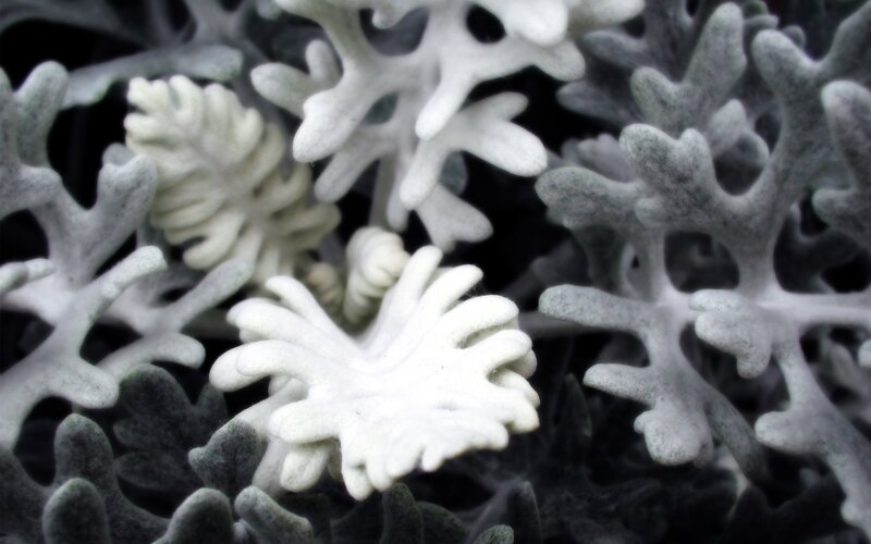 Silver Dust Plant Leaves