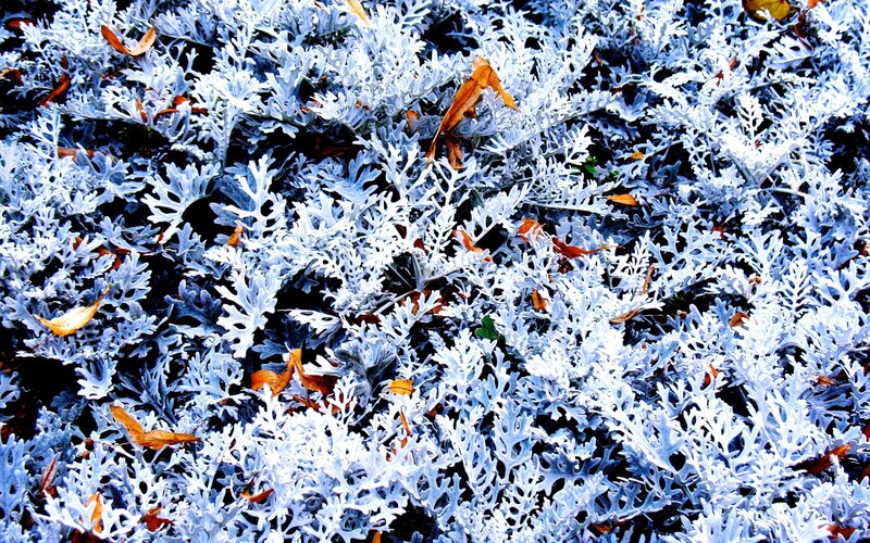 silver dust plant with autumn leaves