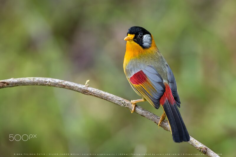 Silver-eared Mesia Bird