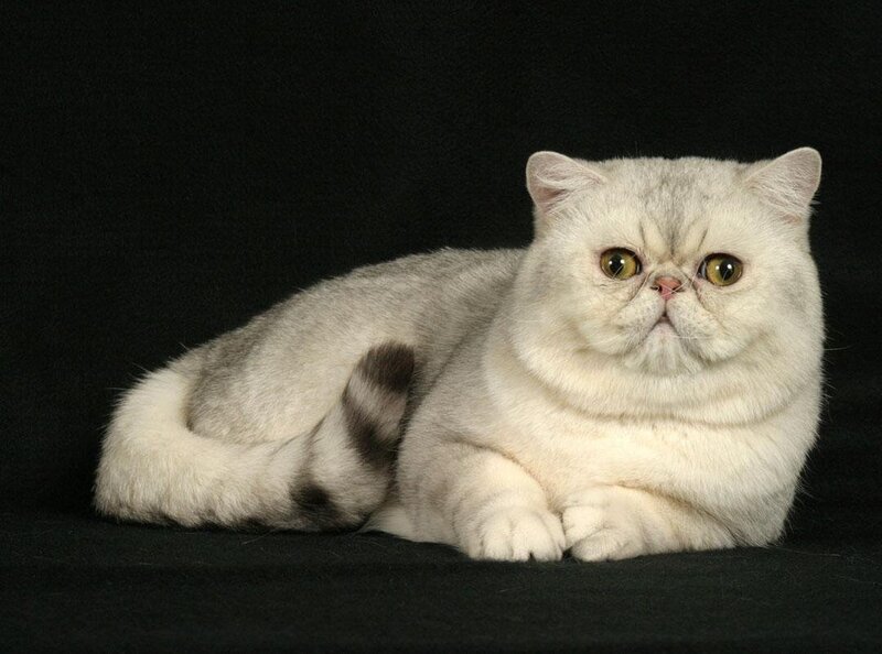 silver exotica cat