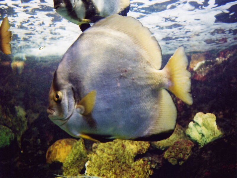 silver fish in aquarium
