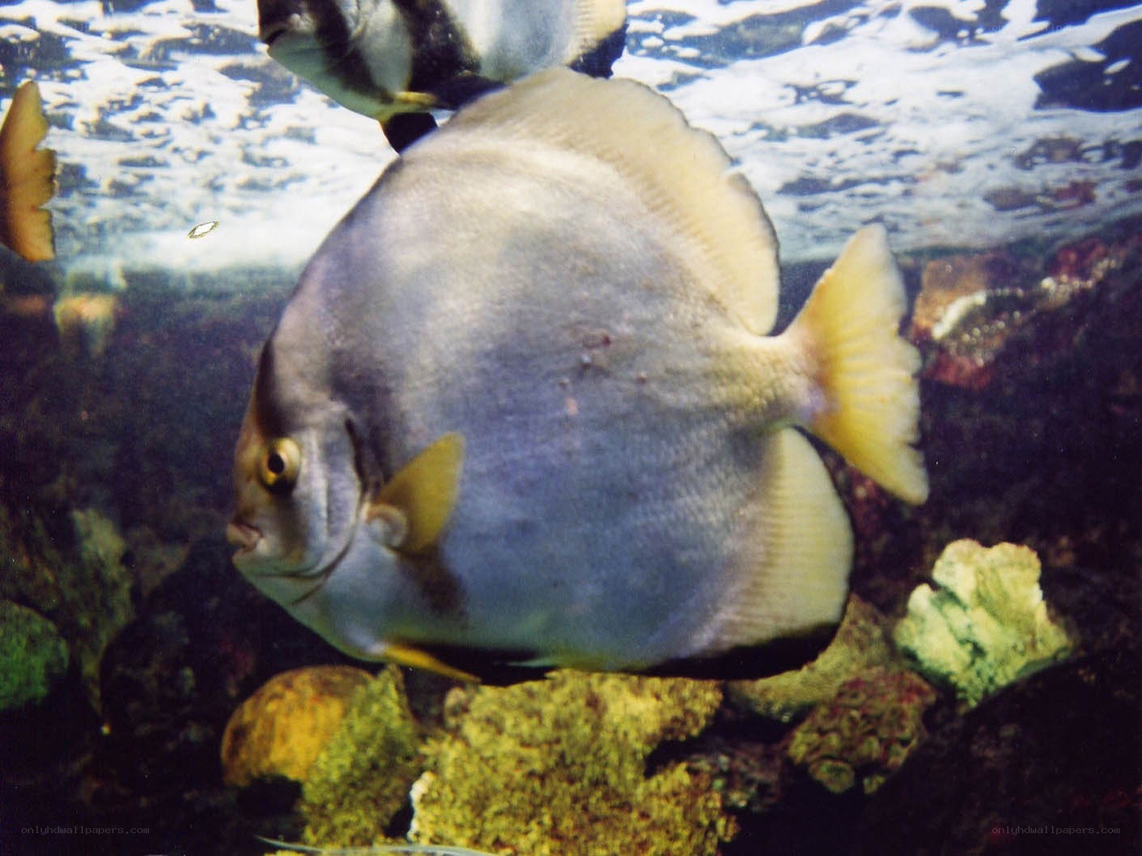 silver fish in aquarium