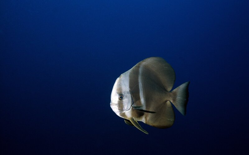 silver fish in deep blue water