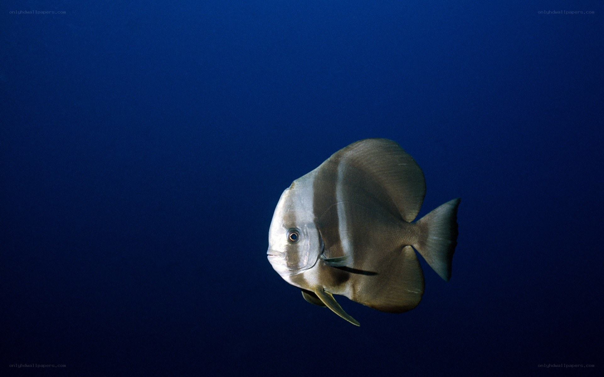 silver fish in deep blue water