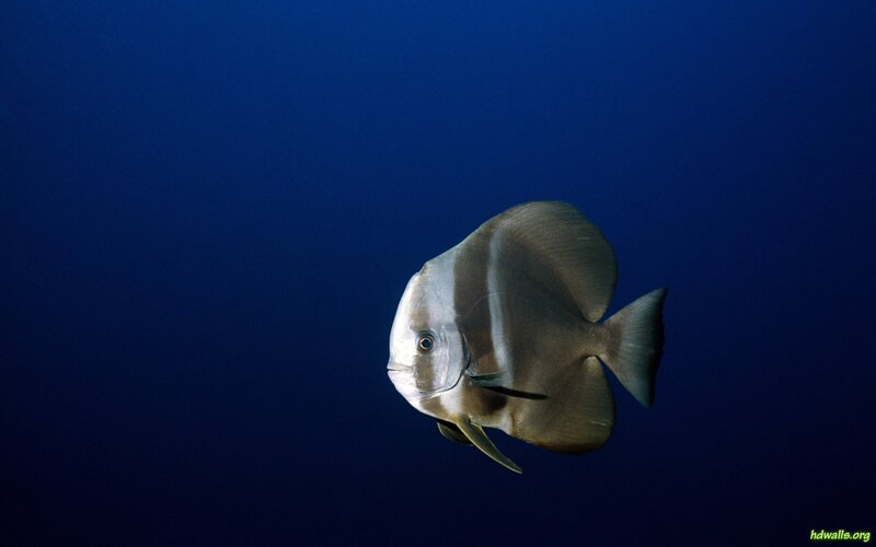 Silver Fish in Deep Water