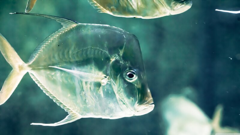 Silver Fish in Water