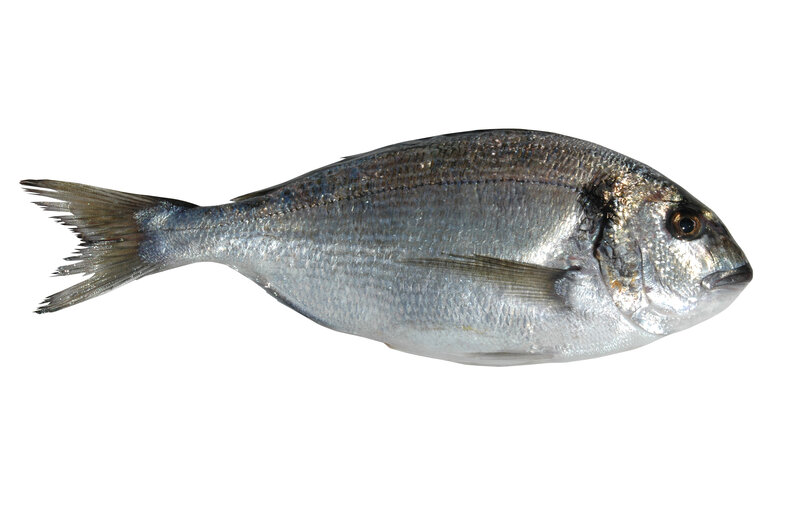 silver fish on white background