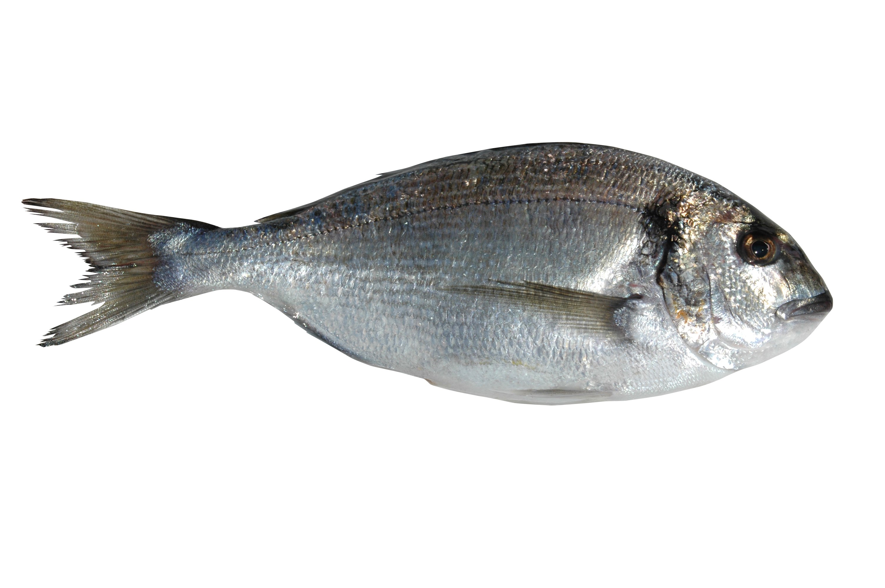 silver fish on white background