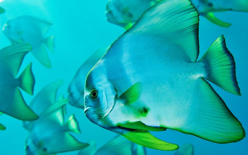 Silver Fish Swimming — Blue