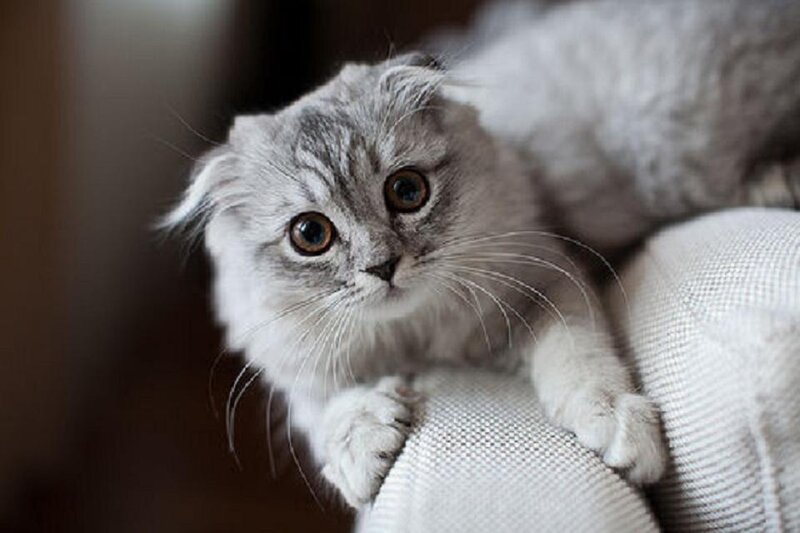 Silver Folded-ear Cat