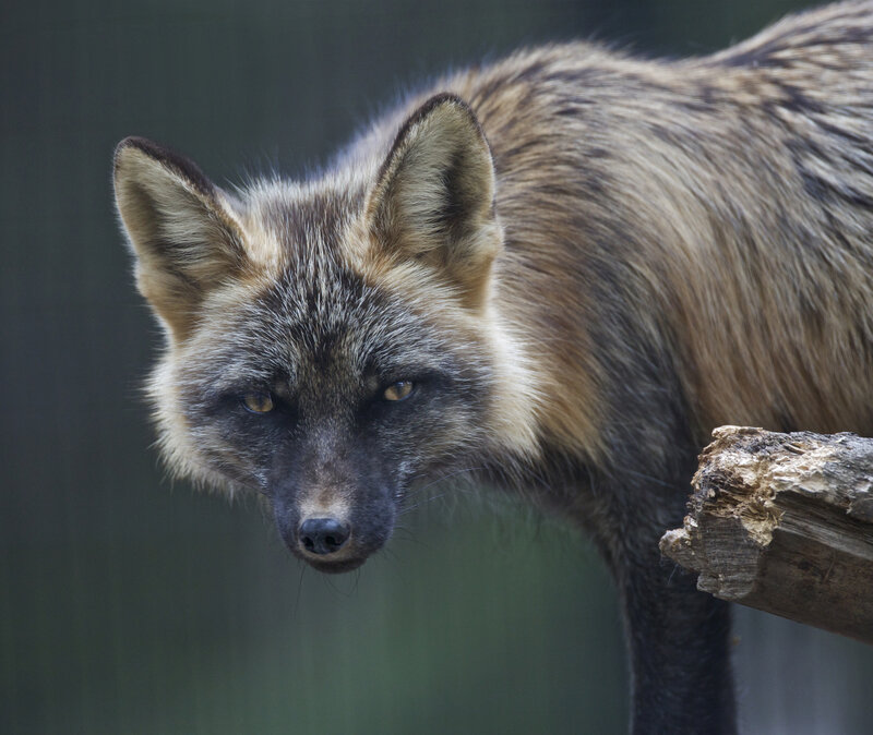 Silver Fox in Forest — Brown