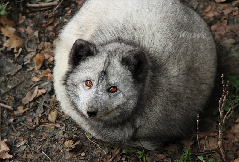 Silver Fox in Forest