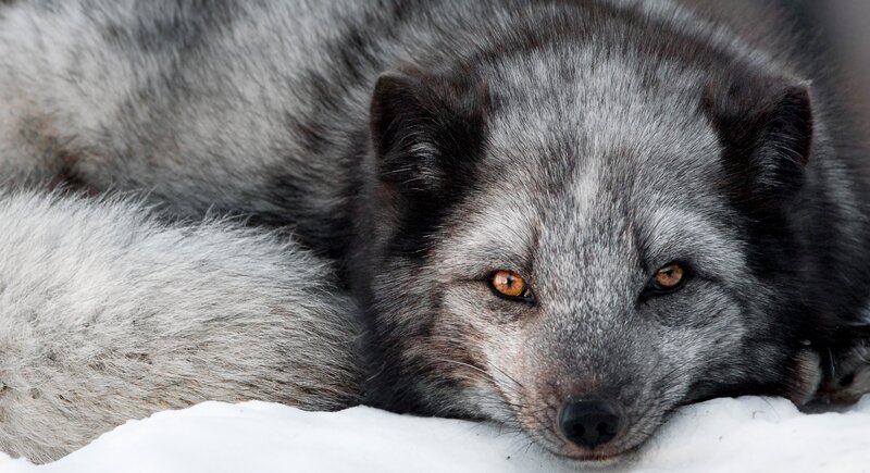 Silver Fox in Snow
