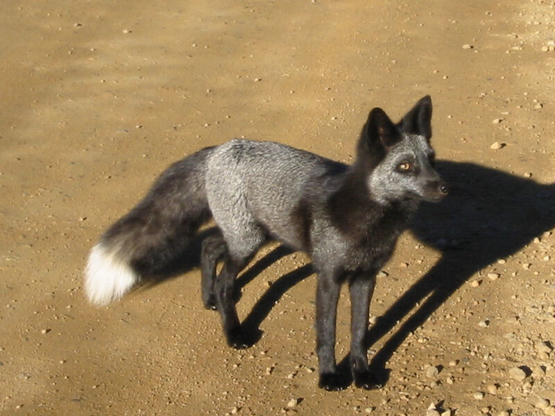 silver fox on dirt ground