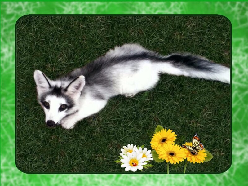 Silver Fox on Grass