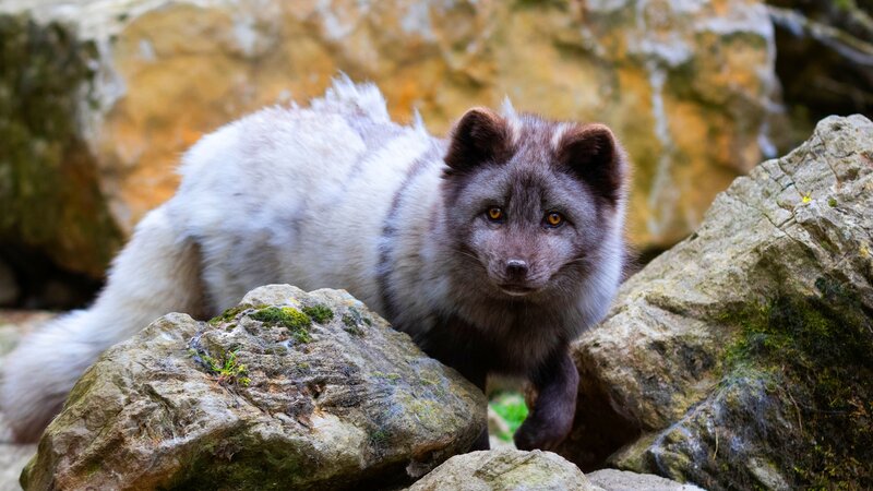 Silver Fox on Rocks