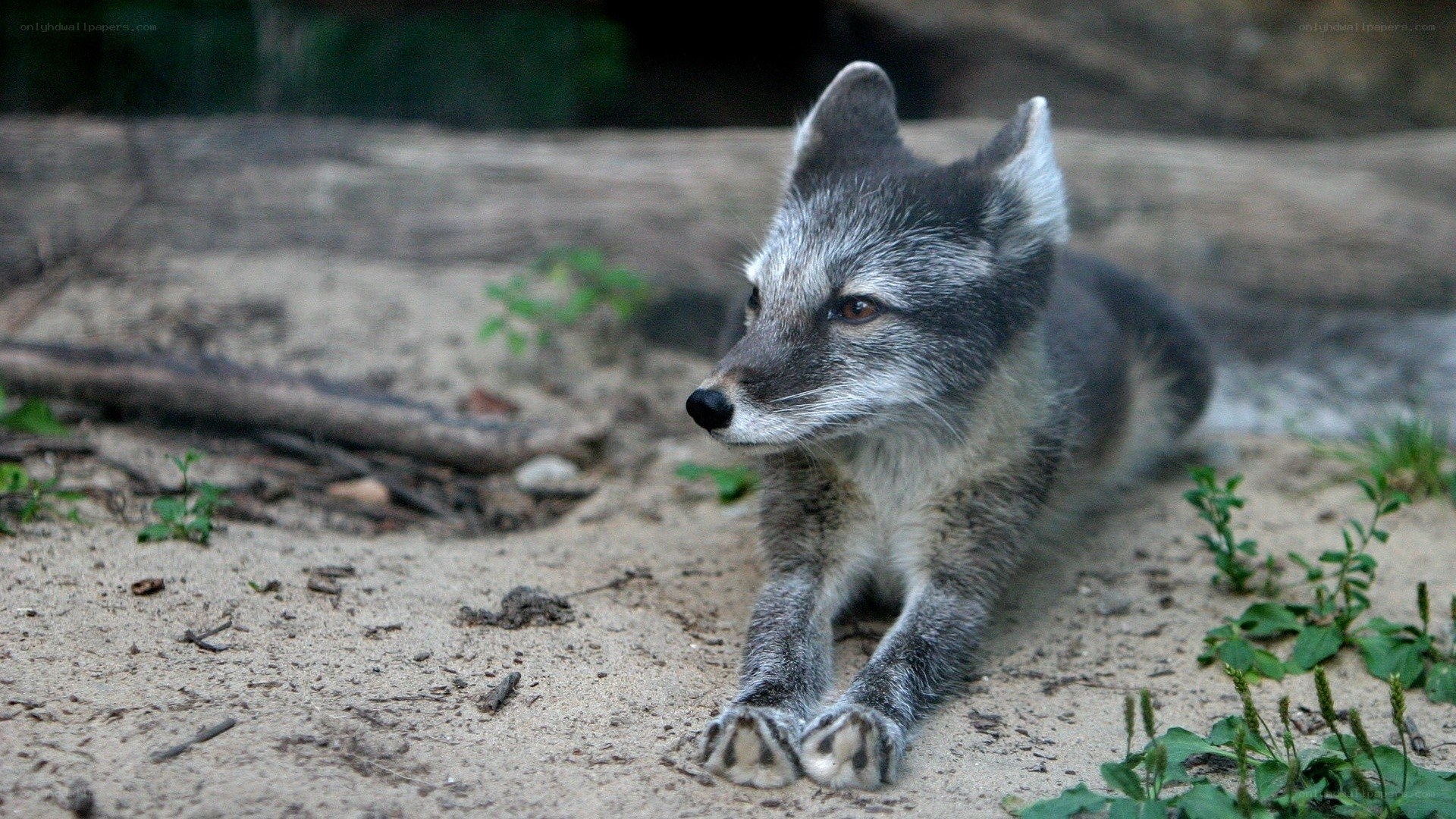 silver fox resting on sand