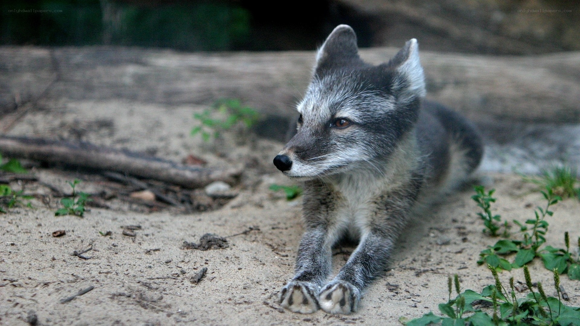 silver fox resting on sand