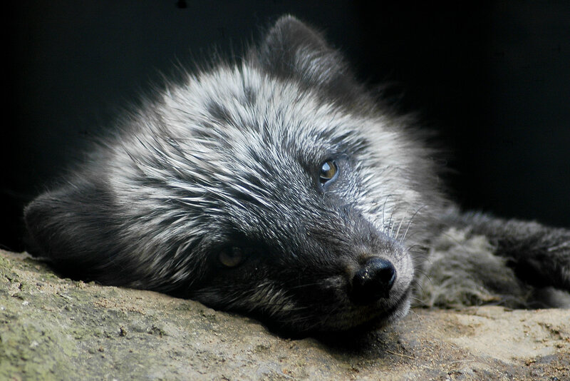 Silver Fox Resting