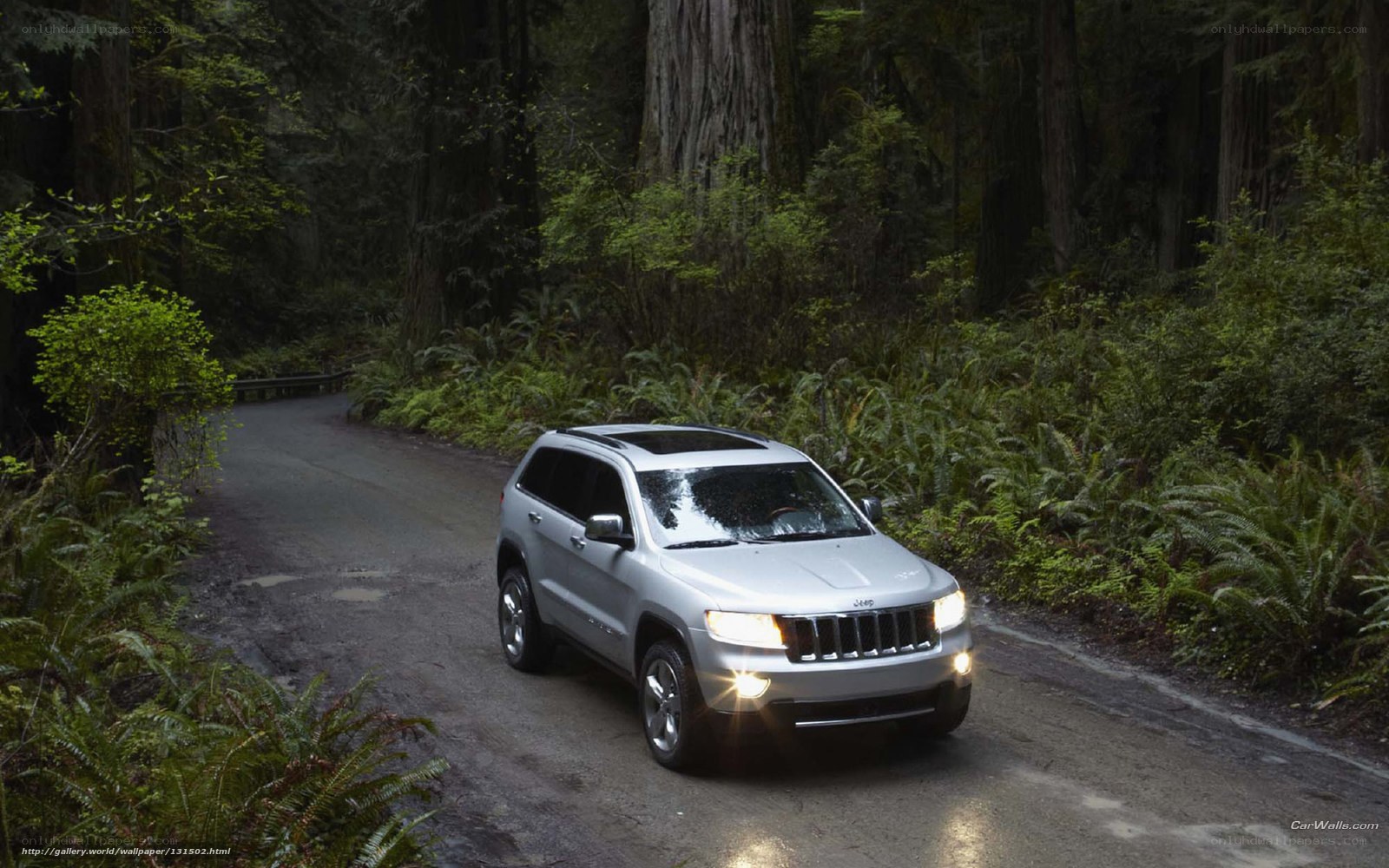 Silver Jeep in forest road